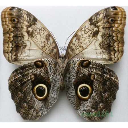 Caligo sp. reverse Peru 116mm59f